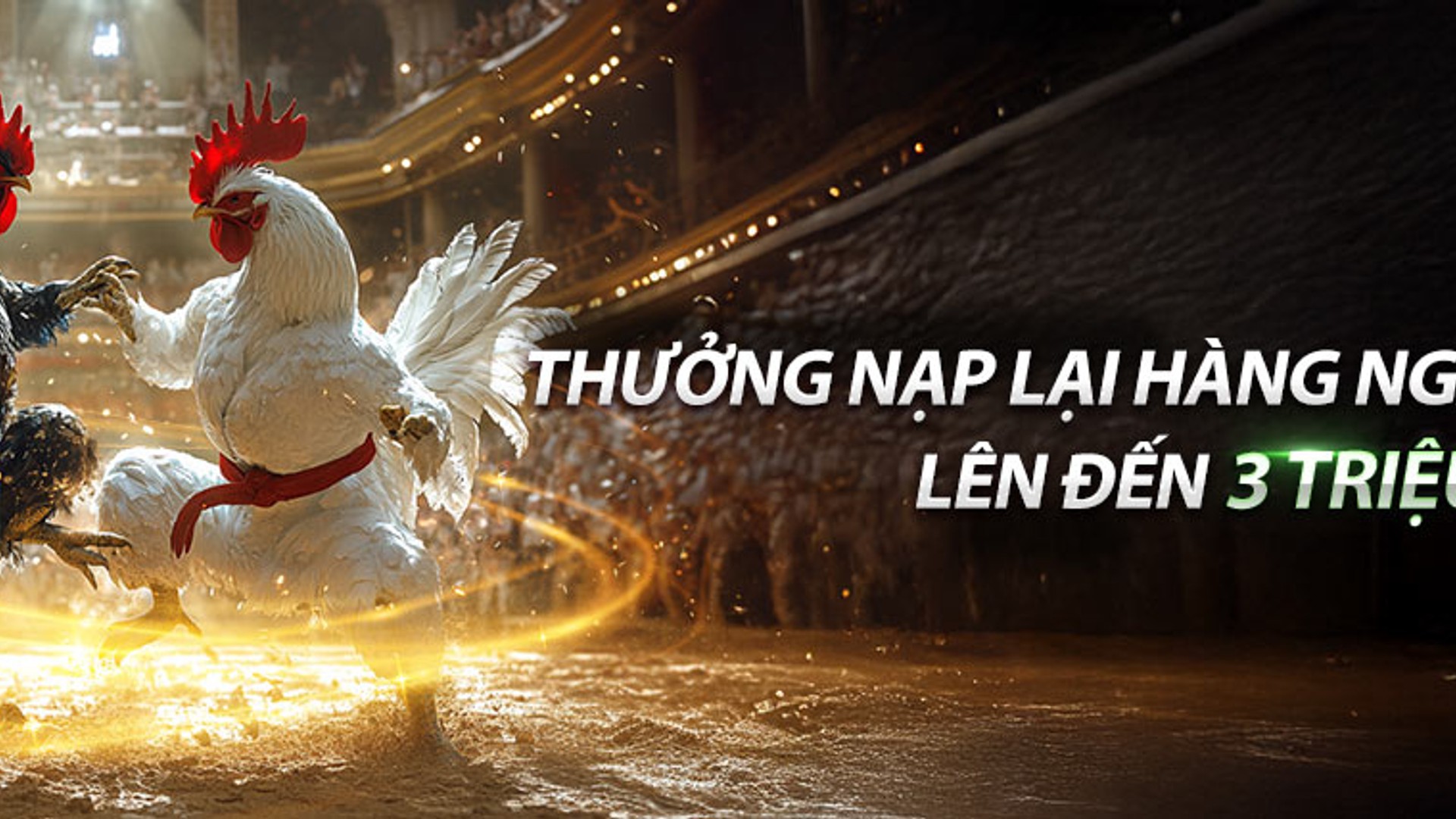 Sự kiện đấu gà daga kịch tính