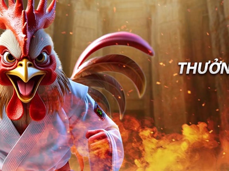 Tiêu chí chọn gà chiến