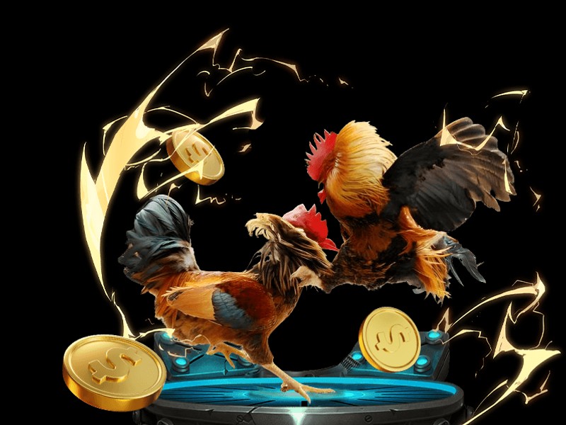 Tổng quan về Nền tảng A và cá cược đá gà trực tuyến